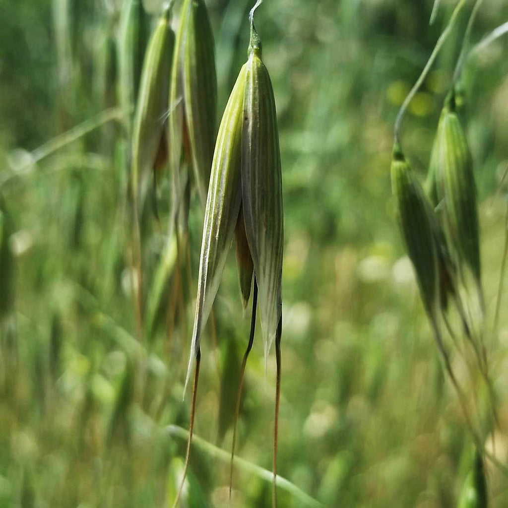 Weeds: Front Yard Foraging for Food & Medicine - XoM3 Botanical Solutions