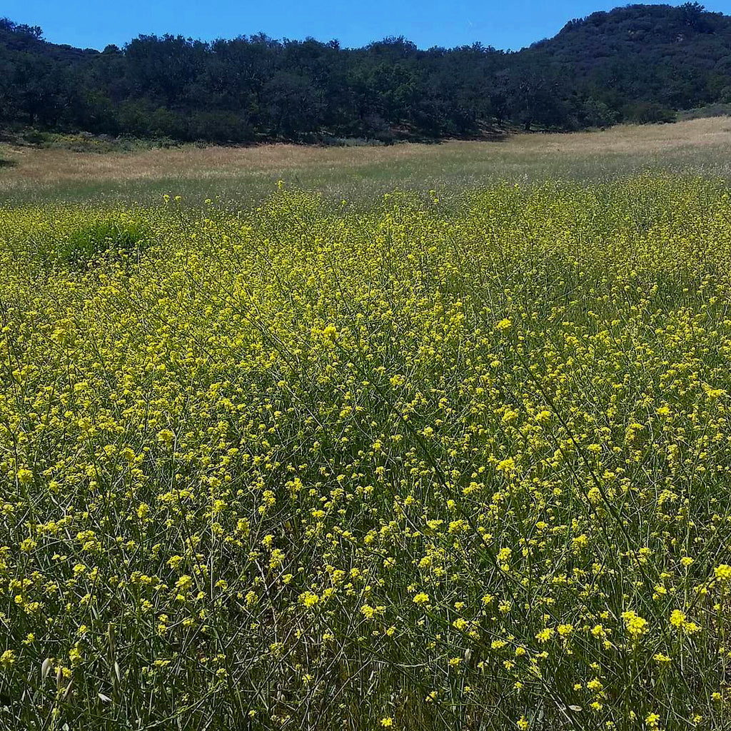 Weeds: Front Yard Foraging for Food & Medicine - XoM3 Botanical Solutions