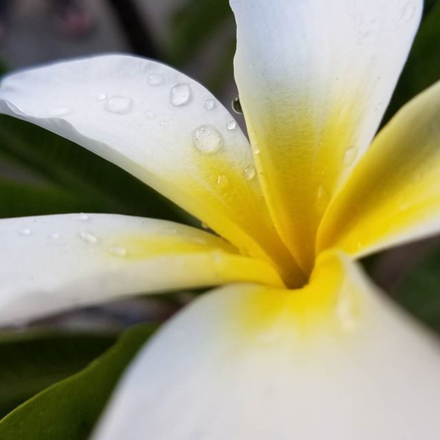 XoM3 Exploring Essentials Workshop 4/25/2019 - XoM3 Botanical Solutions