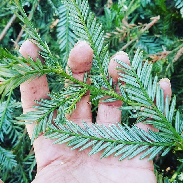 XoM3 Best Ever Handcrafted Holidays Workshop! 12/14/2018 - XoM3 Botanical Solutions