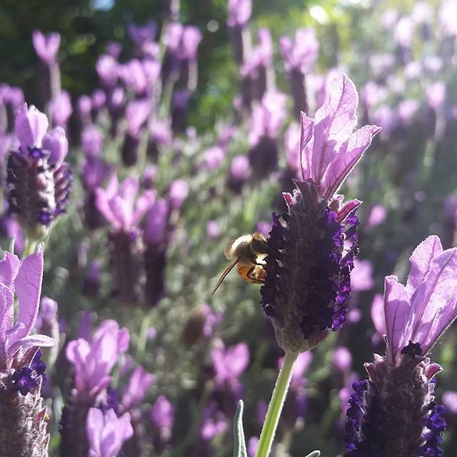 XoM3 Exploring Essentials Workshop 4/25/2019 - XoM3 Botanical Solutions