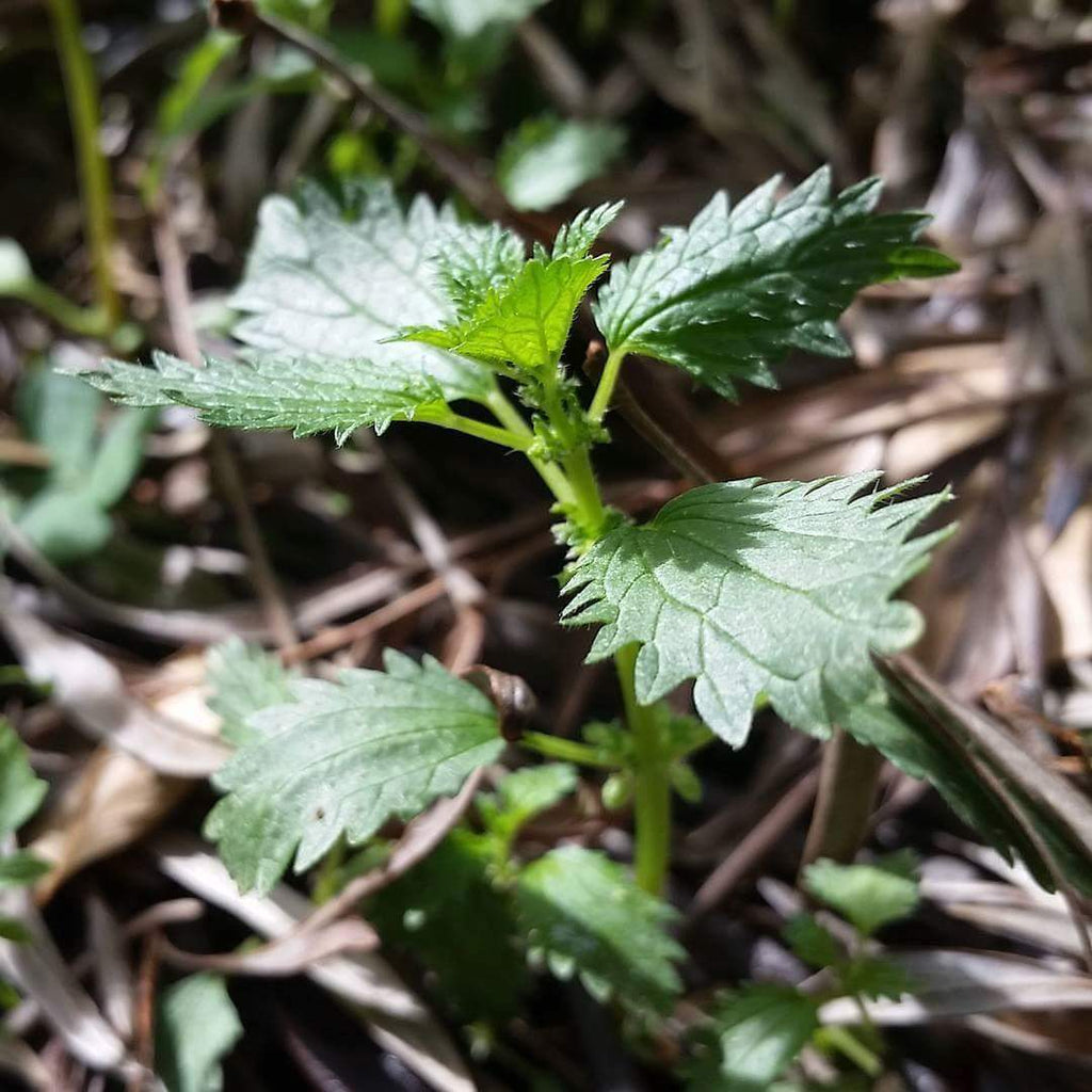 Weeds as Food & Medicine | Light in the Darkness 04/07/2018 - XoM3 Botanical Solutions